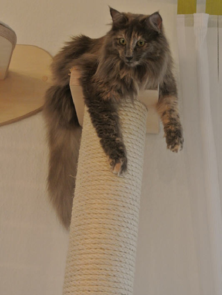 Illustration for article titled This wall furniture is the coolest thing your cat will see all day